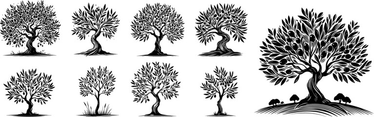 olive tree elegant silhouette illustration in black vector - obrazy, fototapety, plakaty