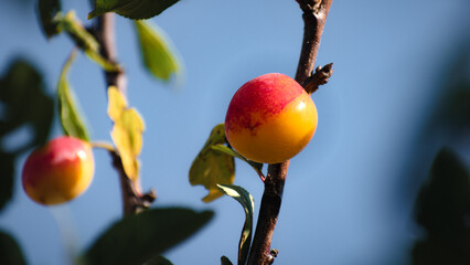 Mirabelle plums in an orchard, lorraine yellow gold, Metz, Nancy, prunus domestica