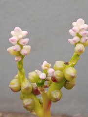 magnolia flowers in spring