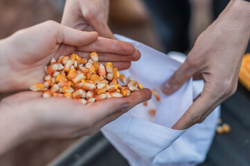 person holding a handful of corn - obrazy, fototapety, plakaty