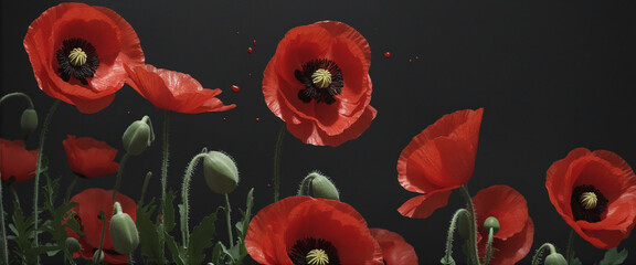 Red poppies and splashes of paint on black banner colorful background - obrazy, fototapety, plakaty