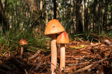 Amanita rubescens mushroom in Sao Francisco de Paula, South of Brazil