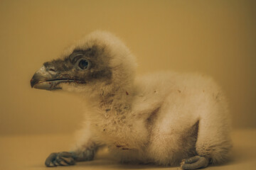 The rare bird of prey protected species Young Bearded vulture © Dead Tree World