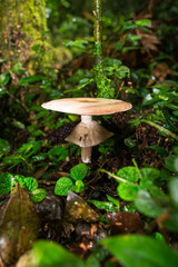 Beautiful wild Agaricus sp. mushroom in an Araucaria moist forest - Sao Francisco de Paula, South of Brazil