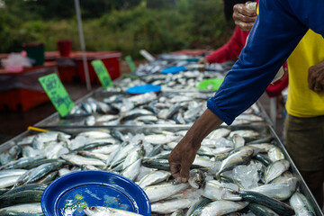 Obraz premium Various tuna sea fish sell in fishery fresh market