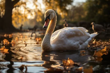 Fototapeten Majestic swan slides in urban park., generative IA © JONATAS