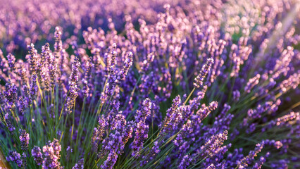 Obraz premium Lavender field.Beautiful image of lavender field Summer sunset. French Provence.Harvesting. Beautiful sky.Lavender in the garden.