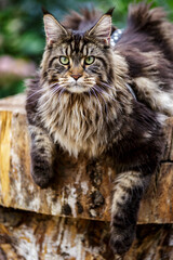 A large outdoors portrait of a sitting calm and serious furry Maine Coon.Maine coon cat sitting on a tree in forest, park on summer sunny day.A big cat.
