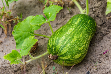 pumpkin yellow green close up.Growing pumpkins in the garden in the garden.A view of a field. Orange pumpkins growing in the garden. Autumn october.
