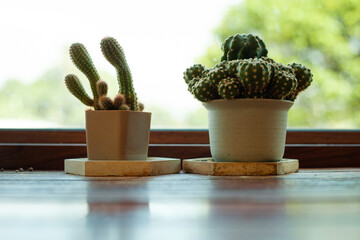 Two cacti are sitting on a wooden table next to each other. The cacti are in different sized pots and are placed on a wooden tray. The scene is peaceful and calming