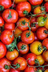 Colorful organic tomatoes.Assortment of tomatoes. Plenty fresh tomatoes of various colors and cultivar background texture.Growing healthy vegetables.