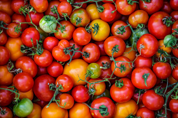 Colorful organic tomatoes.Assortment of tomatoes. Plenty fresh tomatoes of various colors and cultivar background texture.Growing healthy vegetables.