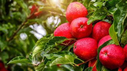 Red apples on a tree.Ripe Apples in the Apple Orchard before Harvesting. Apple orchard. Basket of...