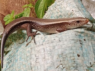 lizard on the stone