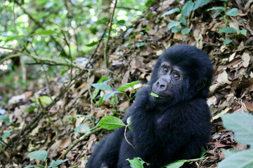 A child Mountain Gorilla Impervious Woods
