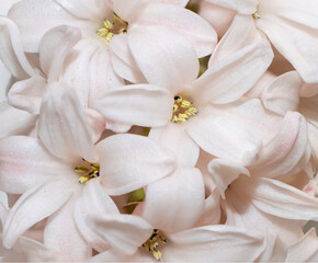 Fototapeta na wymiar White hiacynth petals close up.