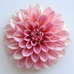 Simple Pink Dahlia on White Background