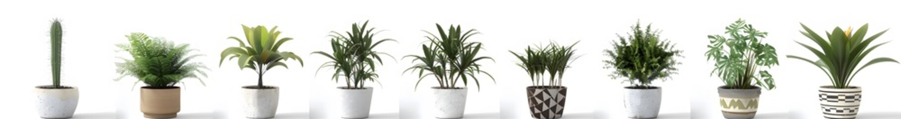 Obraz premium Indoor Plant Collection