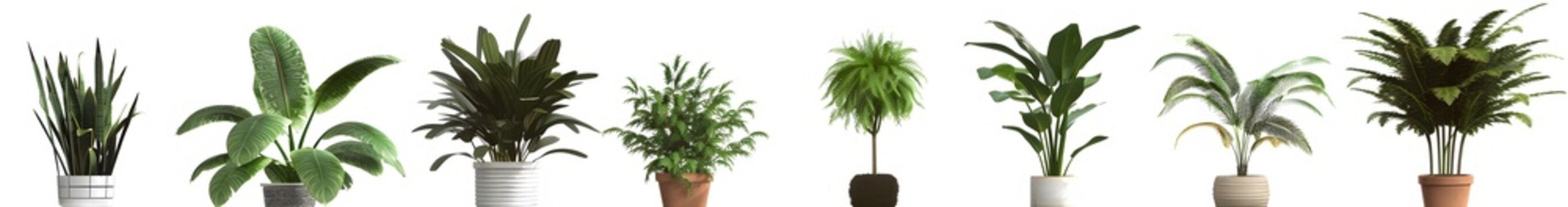 Indoor Plant Collection