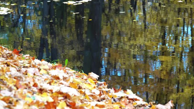 Translation focus: yellow autumn leaves lie on the banks of the old pool in the city park.