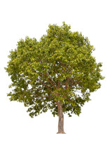 Trees no background for design