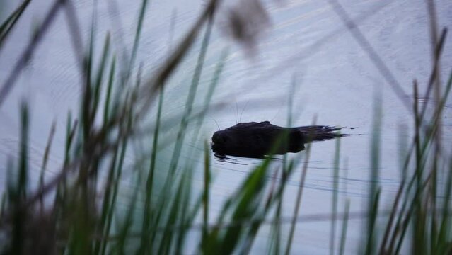 Large beaver floats down river. Eurasian beaver (Castor fiber) or European beaver is beaver species that was widespread in Eurasia, but was hunted to near-extinction for both its fur and castoreum.