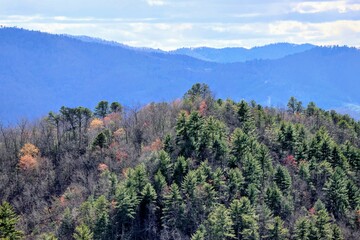 trees in the mountains
