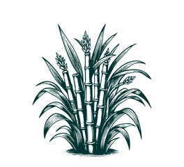 Sugarcane plant hand drawn vector illustration graphic - obrazy, fototapety, plakaty