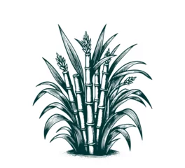 Foto op Canvas Sugarcane plant hand drawn vector illustration graphic © AriaMuhammads