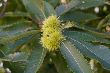 Chestnut, in Latin called Castanea sativa, captured in cutout of leaves and spiny cupules containing the edible nuts. 