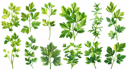 Mediterranean herbs and spices set of fresh, healthy parsley leaves, twigs, and a small bunch isolated over a white background, cooking, food or diet and nutrition design elements. - obrazy, fototapety, plakaty
