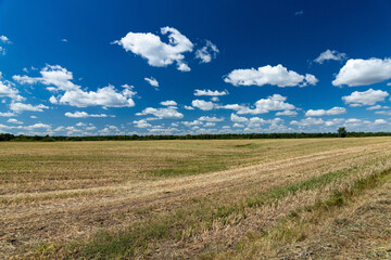 Harvested, mown agricultural wheat field. A symbol of stability.
