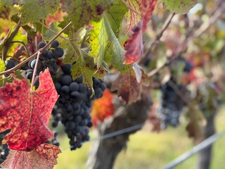 red grapes in vineyard