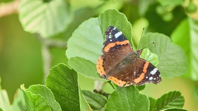 Vanessa atalanta, the red admiral or, previously, the red admirable, is a well-characterized, medium-sized butterfly with black wings, red bands, and white spots. It has a wingspan of about 2 inches.