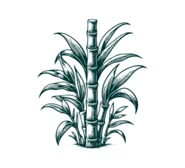 Foto op Canvas Sugarcane plant hand drawn vector illustration graphic © AriaMuhammads
