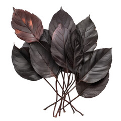 A bunch black and brown leaves. The foliage are piled up on a transparent background