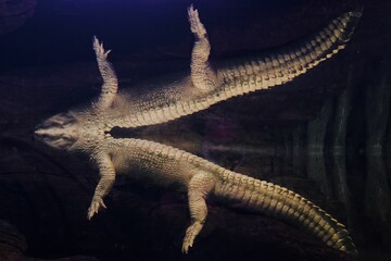 American Alligator with its reflection in the water - surreal environment with a purple hue