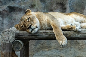 Naklejka na ściany i meble the lion is resting and asleep on a wooden log log