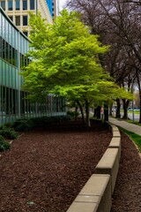 Urban landscape featuring a sidewalk lined with trees beside a tall building, Downtown Sacramento