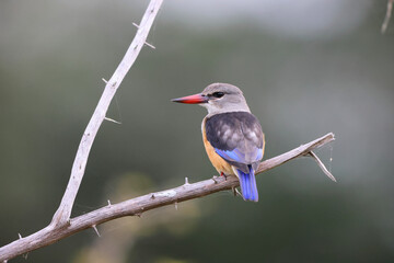 Grey-headed kingfisher (Halcyon leucocephala) is a species of kingfisher of Africa. This photo was taken in South Africa.