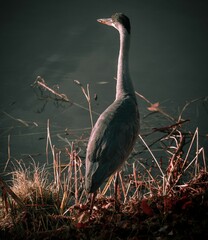 Gray heron stands in the middle of a pond surrounded by lush green grasses