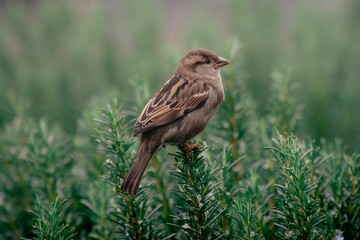 Close-up view of a sparrow perched on top of a lush green plant in a natural outdoor setting