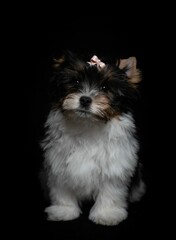 Vertical shot of an adorable biewer terrier with a bow isolated on a black background
