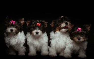 Group of adorable Biewer terriers with a bows isolated on a black background