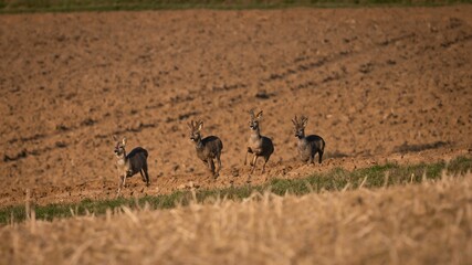 Group of antelopes running freely in a lush grassy field.