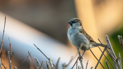 Selective focus shot of a sparrow bird perched on a branch