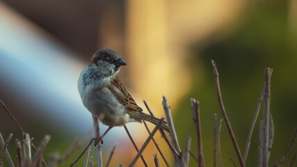 Selective focus shot of a sparrow bird perched on a branch