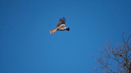 Selective focus shot of a brown hawk soaring in a blue sky