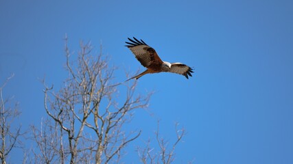 Obraz premium Selective focus shot of a brown hawk soaring in a blue sky