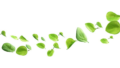 falling green leaves isolated on transparent background cutout